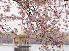今年の桜2