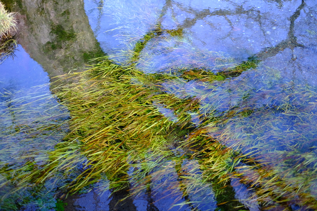 水草