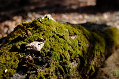 苔むした木