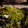 苔むした木