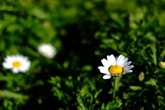 白い花