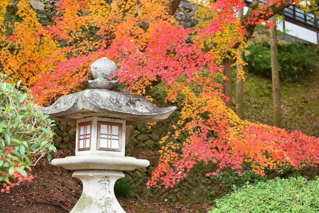 紅葉