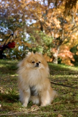 愛犬リッキーくん