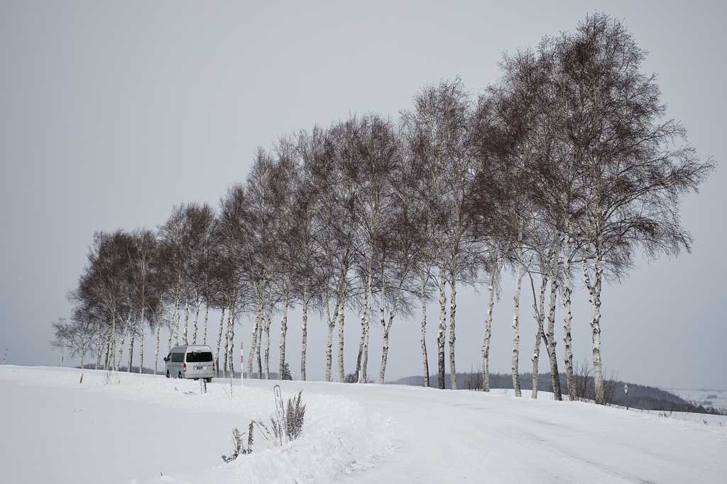 セブンスターの木
