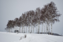 セブンスターの木