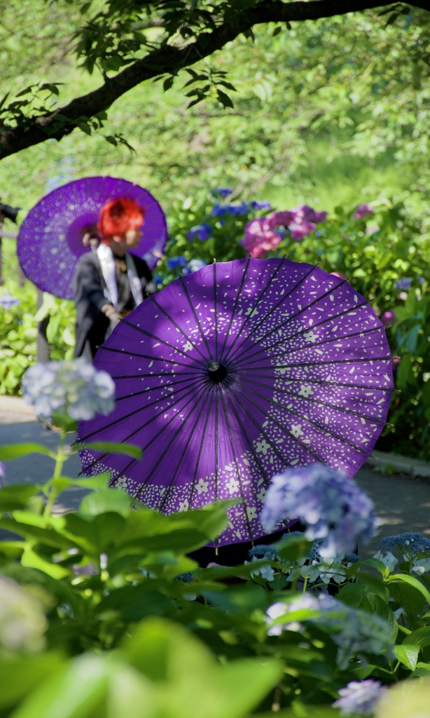 紫陽花の花見