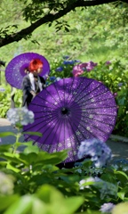 紫陽花の花見