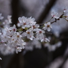 大宮公園さくら②