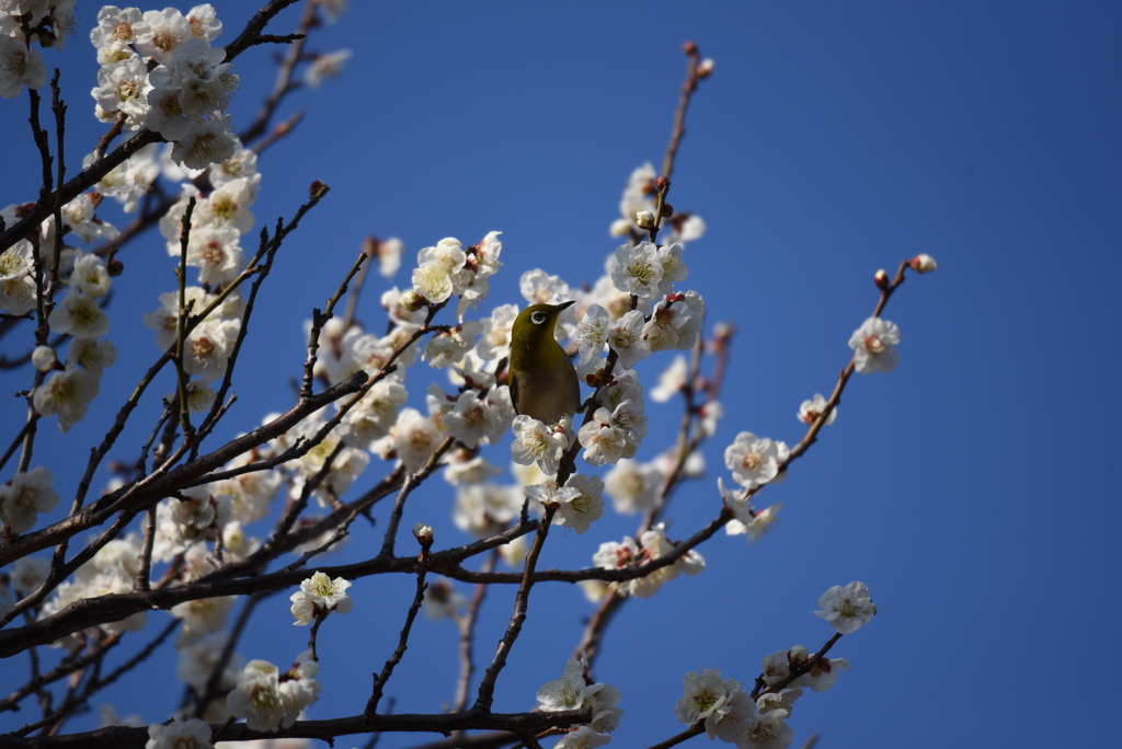 青い空、白い梅、緑のメジロ
