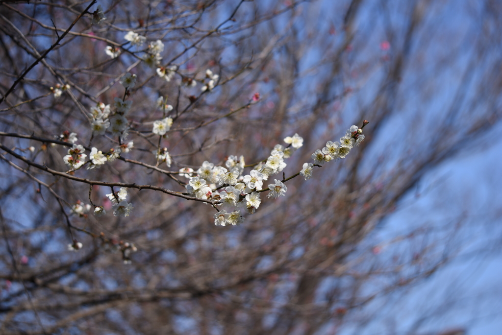 大宮第二公園梅まつり