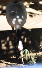 ツル（大宮公園動物園）