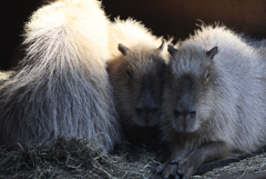 カピパラ（大宮公園動物園）