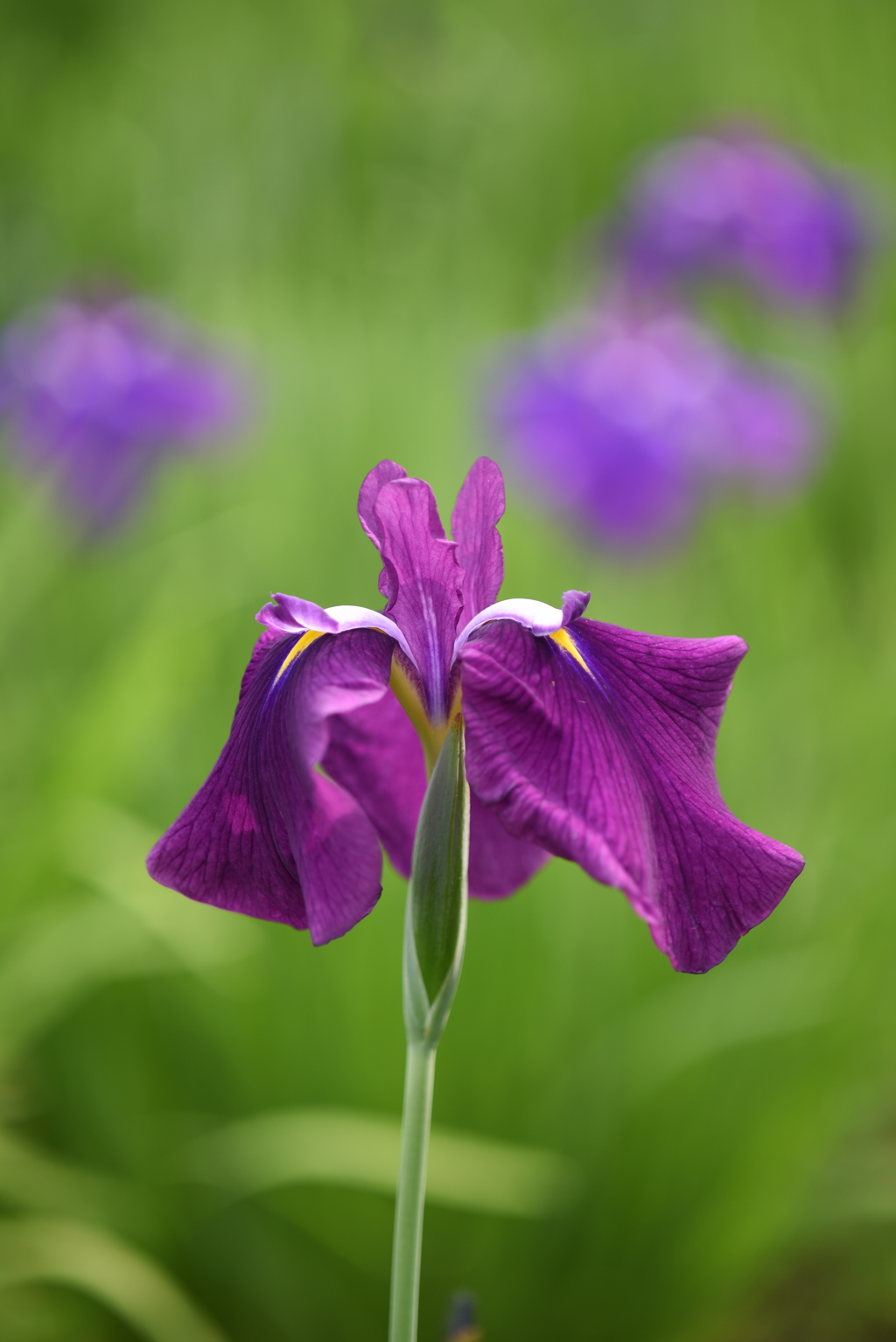 花菖蒲4