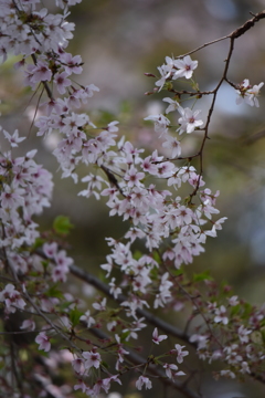 大宮公園さくら⑧