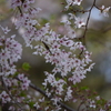大宮公園さくら⑧