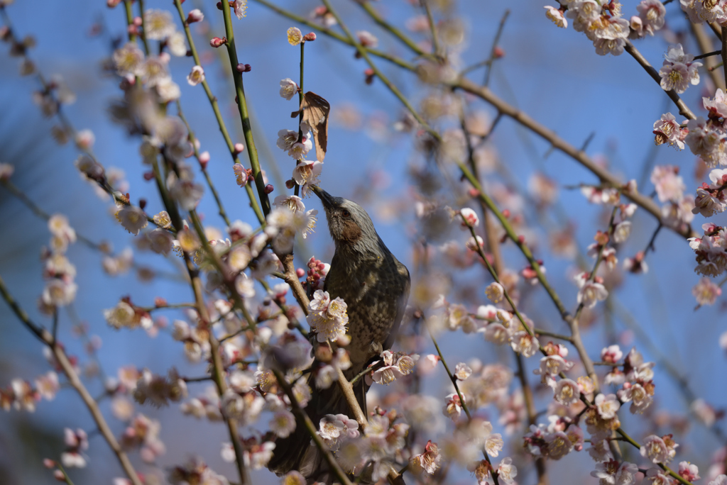 梅の花大好物