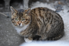 毎朝来る野生猫