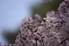 大宮公園さくら④