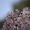 大宮公園さくら④