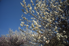 梅の花をワイドで難しい