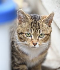 近所の野生猫