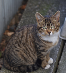 毎朝来る猫、名前はない