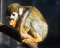 サル（大宮公園動物園）