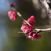 紅梅ひっそりと