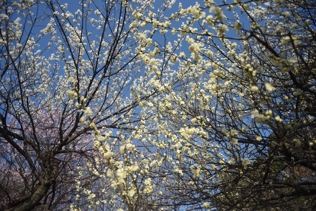 空が梅の花だらけ