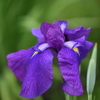 花菖蒲1