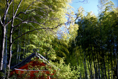 氷川参道キョロキョロ