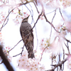 ヒヨちゃんのお花見