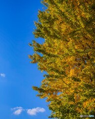 イチョウと青空