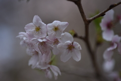 大宮公園さくら⑨