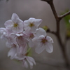 大宮公園さくら⑨