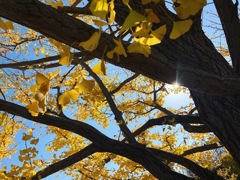 国営昭和記念公園