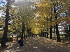 国営昭和記念公園