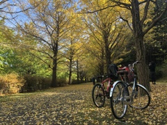 国営昭和記念公園
