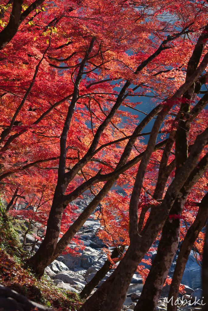 朝の紅葉
