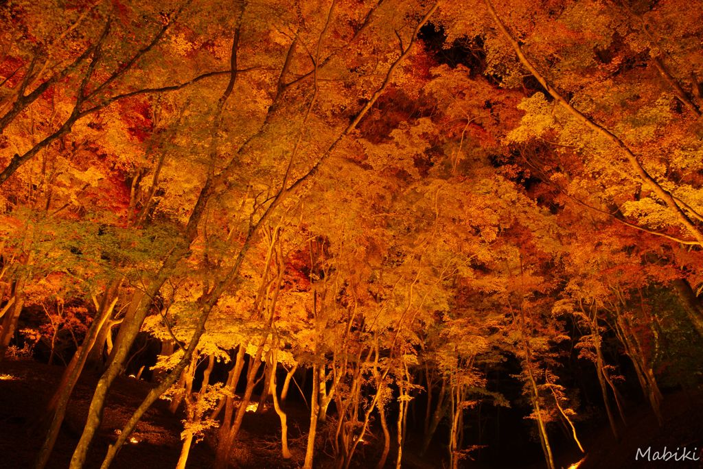 紅葉、ライトアップ！