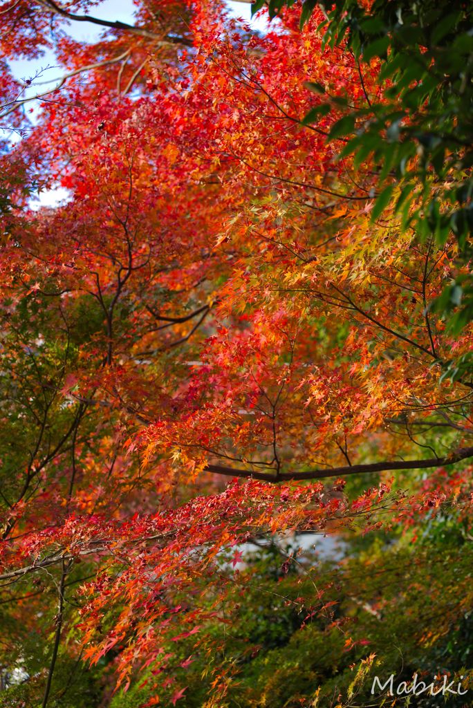 犬山寂光院の紅葉2