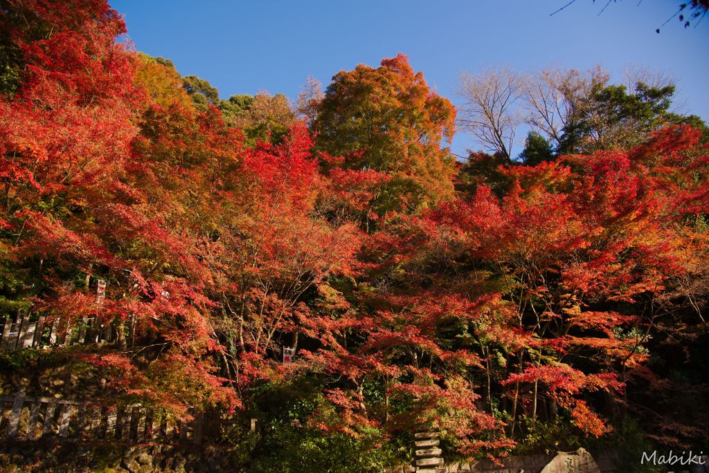 犬山寂光院の紅葉