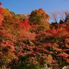 犬山寂光院の紅葉