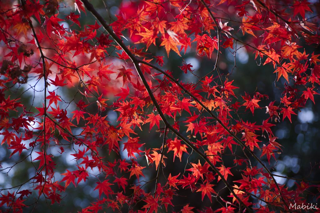 紅葉に近づいて