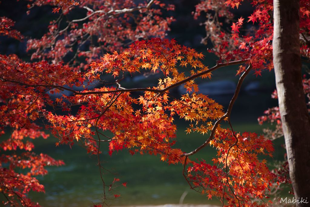 巴川も紅葉もきれいだね！