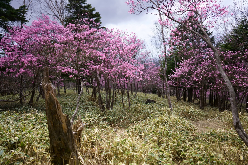 アカヤシオの山