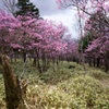 アカヤシオの山