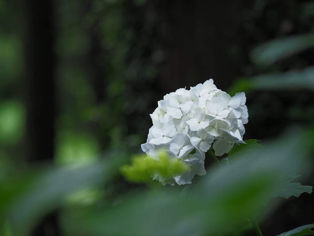 紫陽花　アジサイ