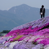 荒島岳　芝桜
