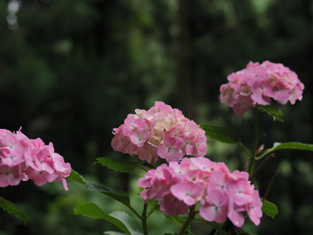 紫陽花　アジサイ